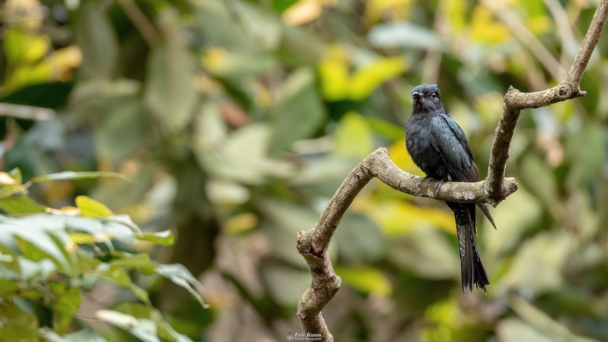 Square-tailed Drongo-Cuckoo - ML622610188