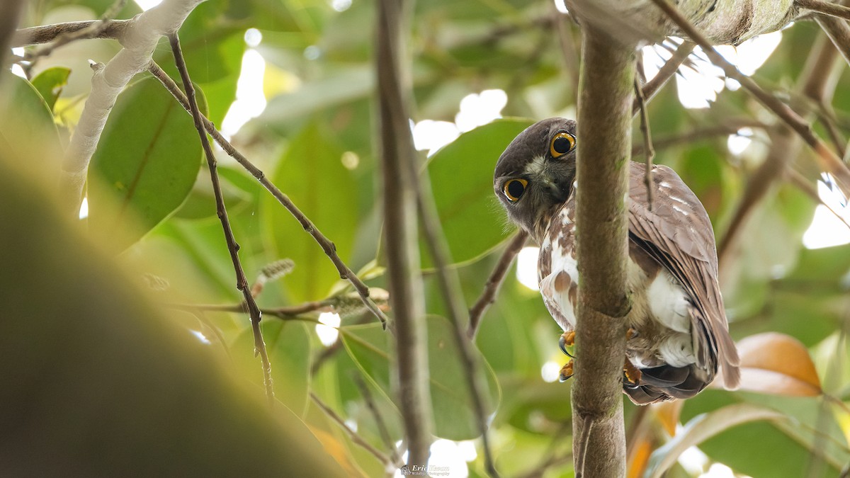 Northern Boobook - ML622610193