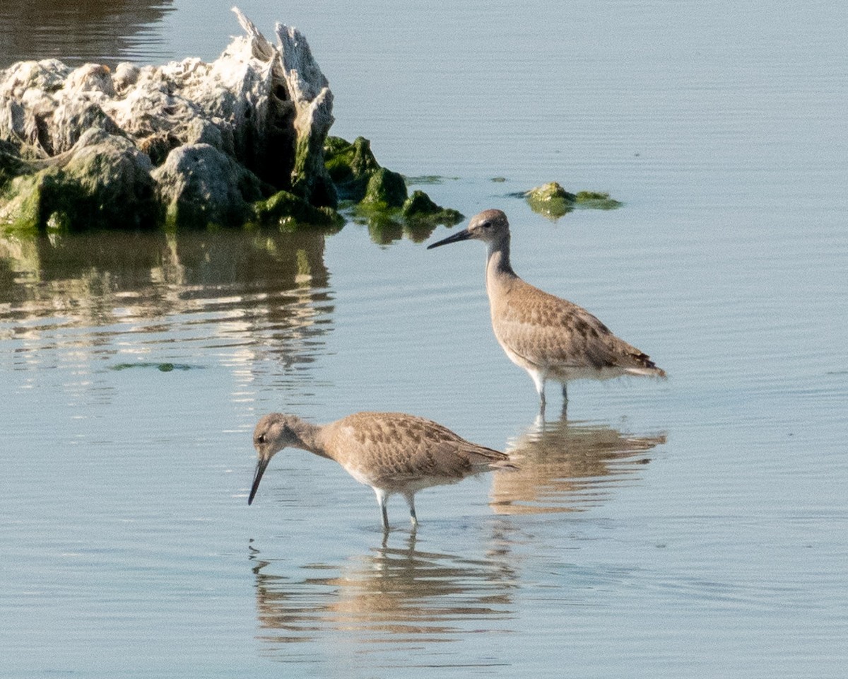 Willet - ML622610194