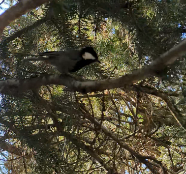 Rufous-naped Tit - ML622610199