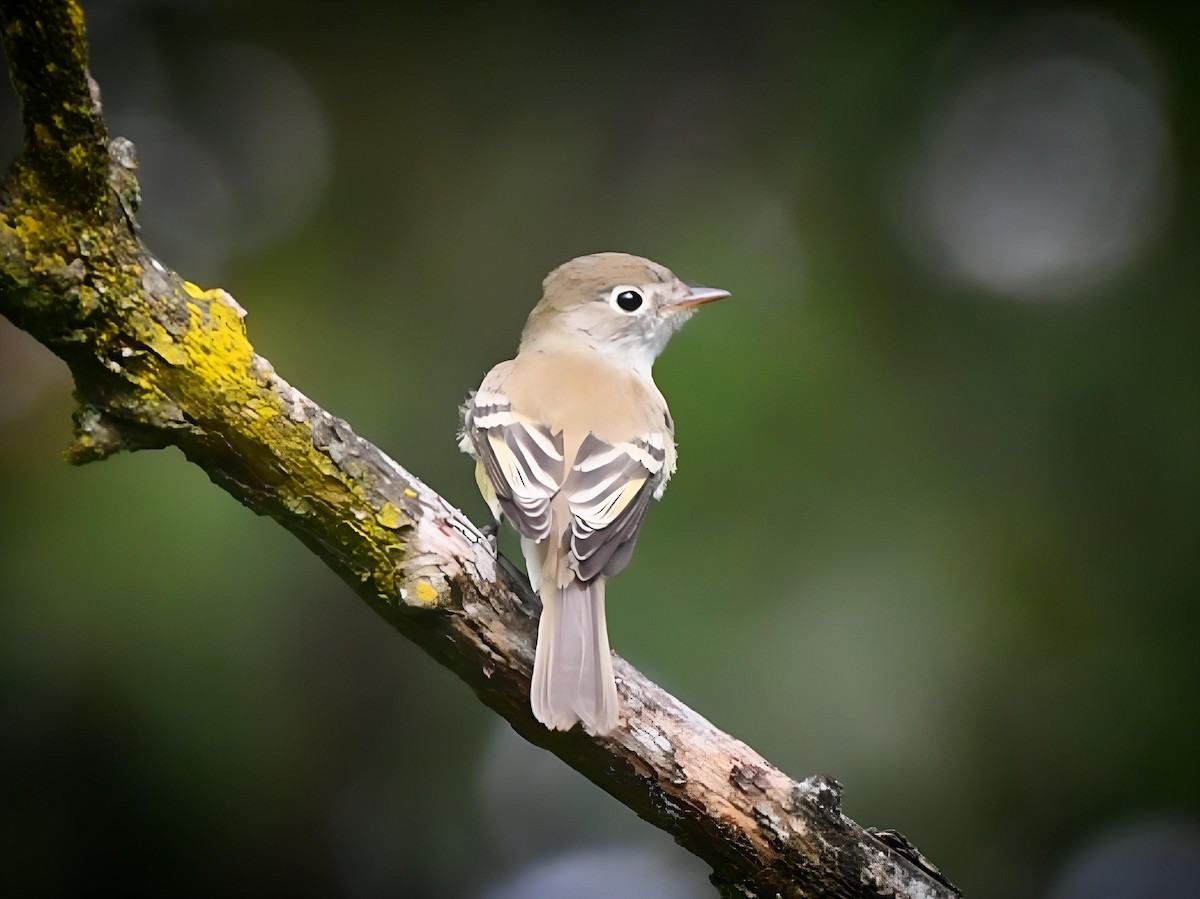 Least Flycatcher - Russ Boushon  💙🐦🦉🦅