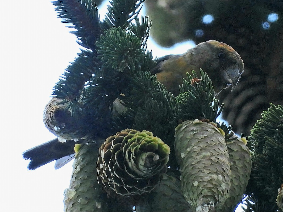 Red Crossbill (Phantom or type D) - ML622610217