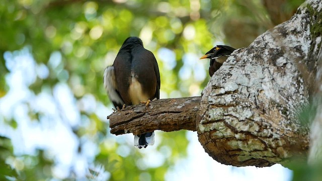 Common Myna - ML622610228