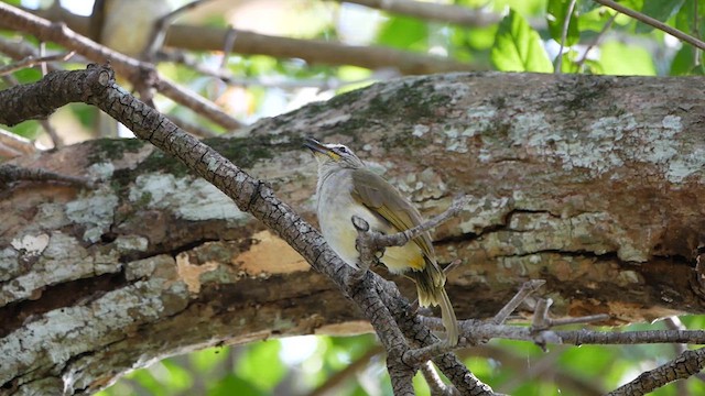 White-browed Bulbul - ML622610230