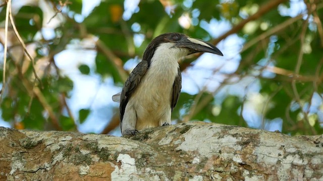 Sri Lanka Gray Hornbill - ML622610234