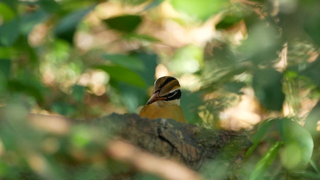 Bengalenpitta - ML622610236