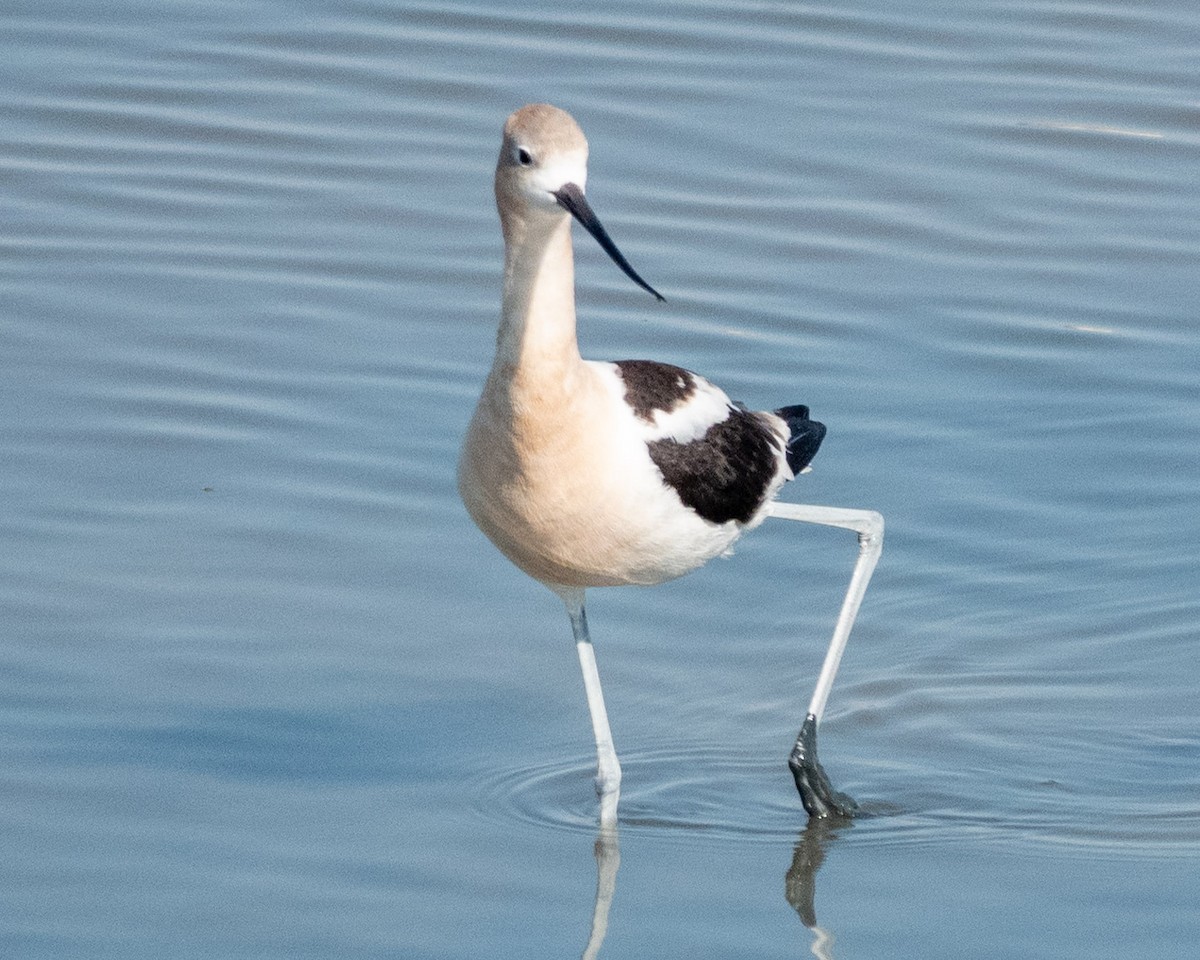 American Avocet - ML622610238