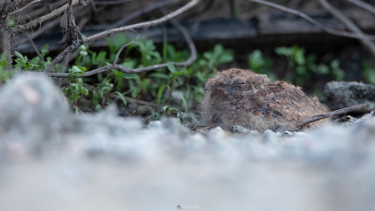 Savanna Nightjar - ML622610280