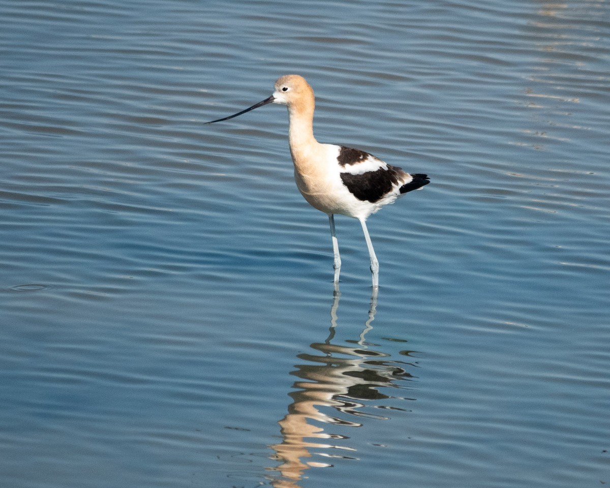 American Avocet - ML622610287