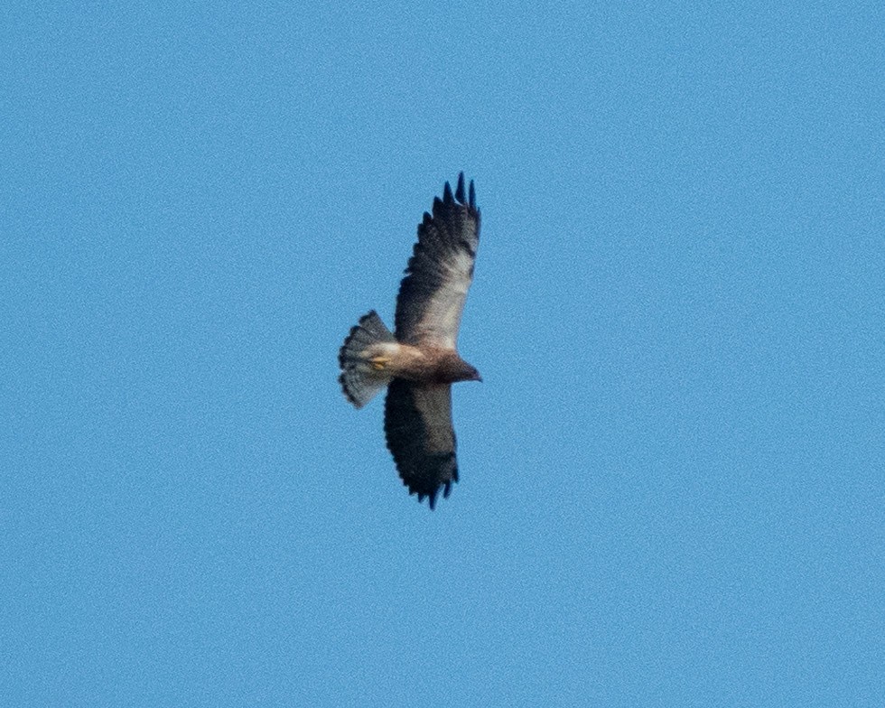 Swainson's Hawk - ML622610305