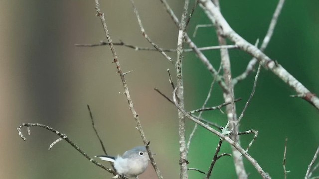 Blue-gray Gnatcatcher - ML622610317