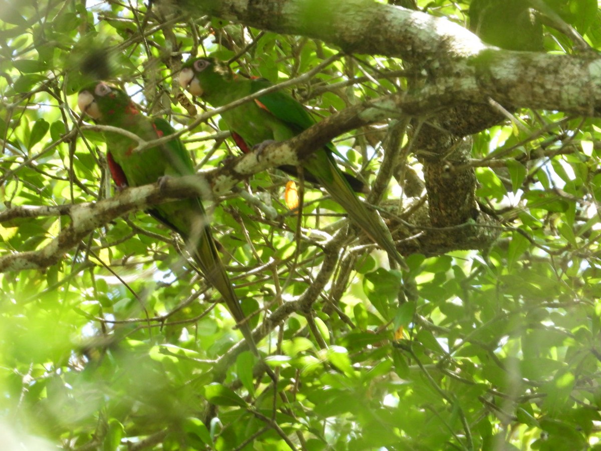 Cuban Parakeet - Yaro Rodriguez