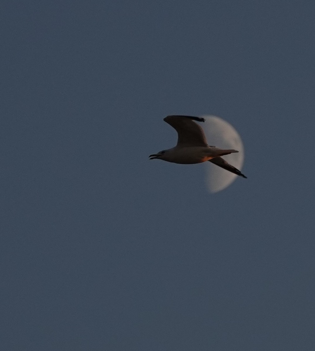 gull sp. - ML622610335