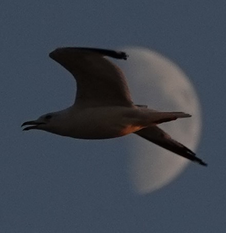 gull sp. - ML622610341