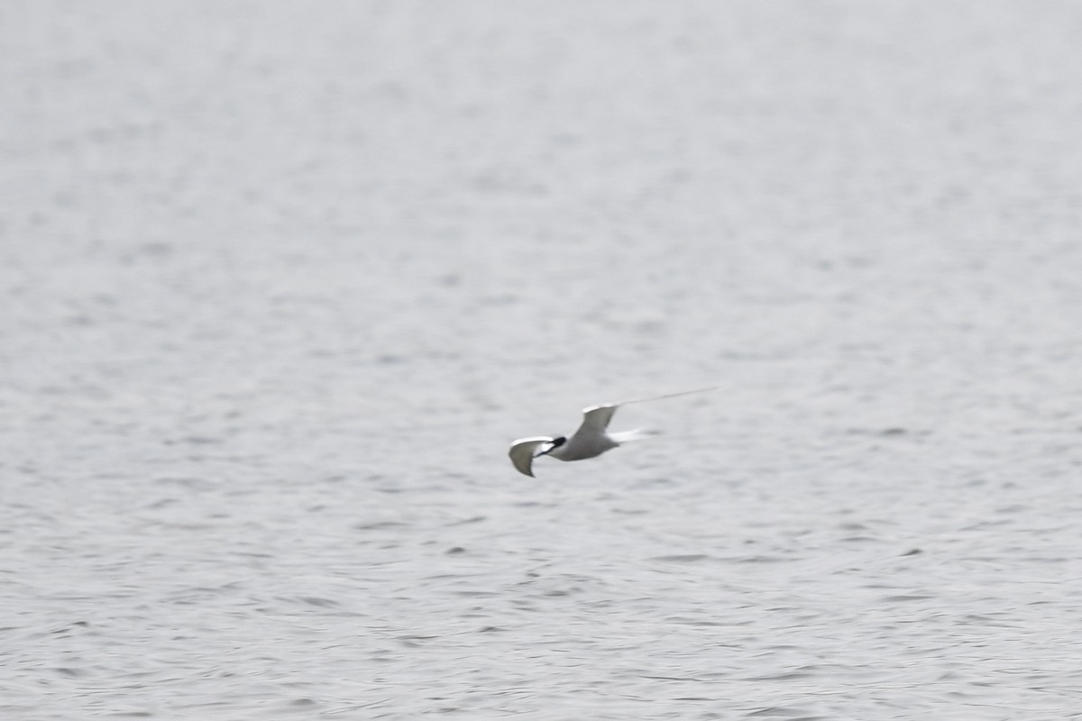 Aleutian Tern - ML622610344