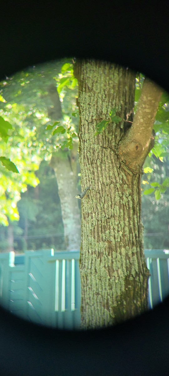 White-breasted Nuthatch - ML622610370