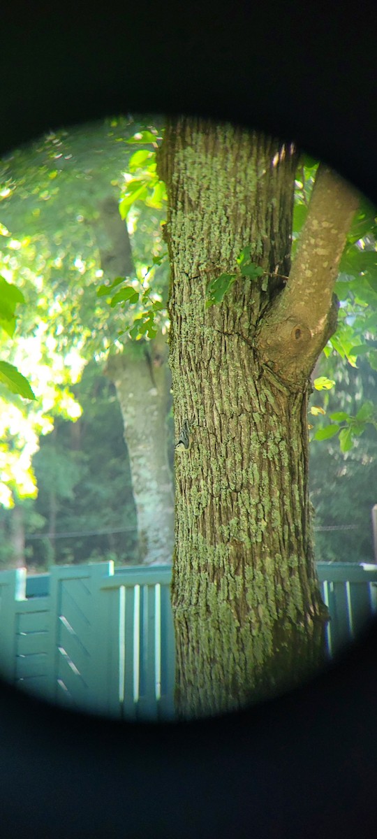 White-breasted Nuthatch - ML622610371