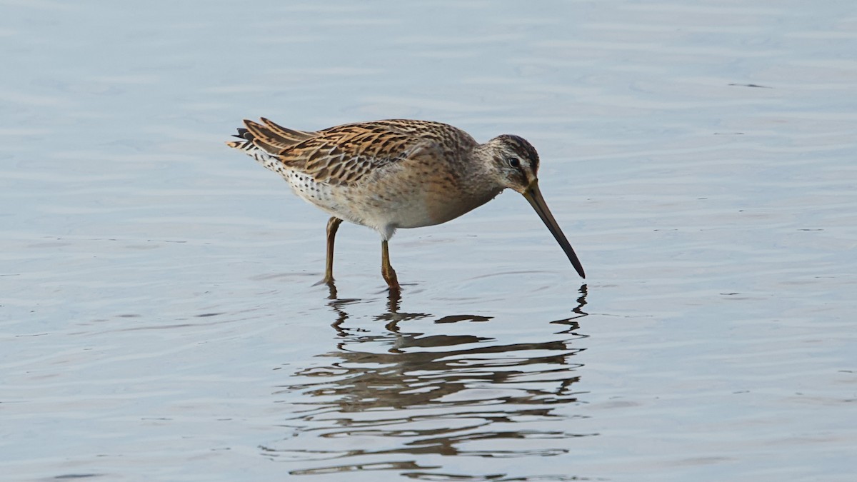 Short-billed Dowitcher - ML622610476