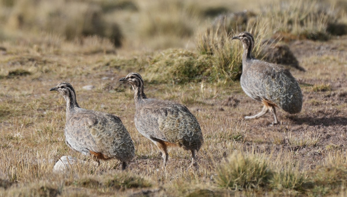 Puna Tinamou - ML622610513