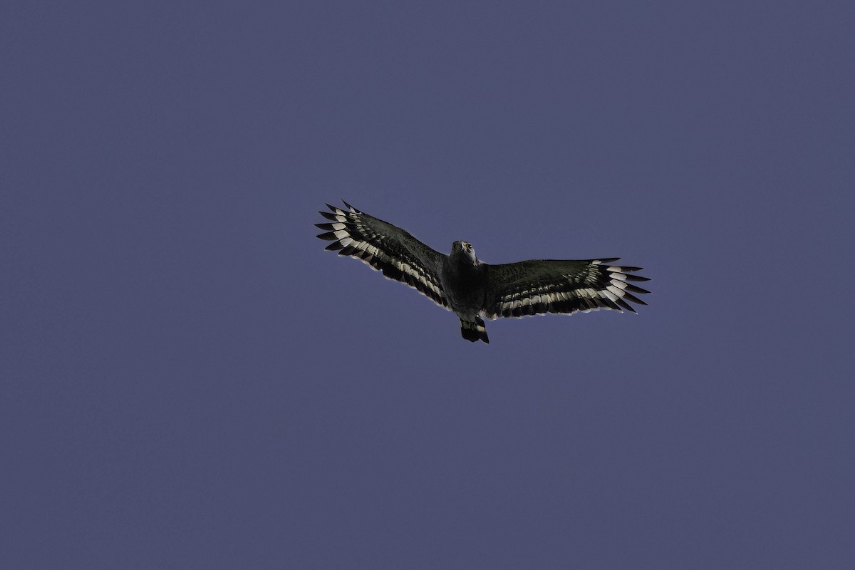 Змієїд чубатий - ML622610514
