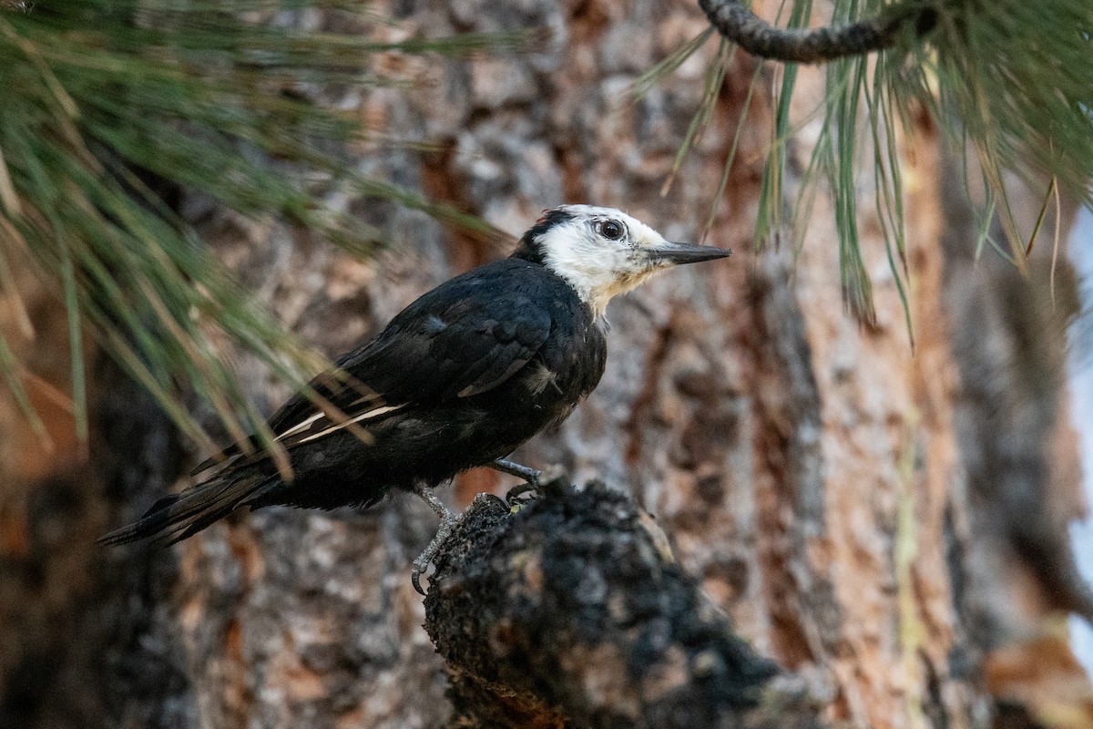 White-headed Woodpecker - ML622610523