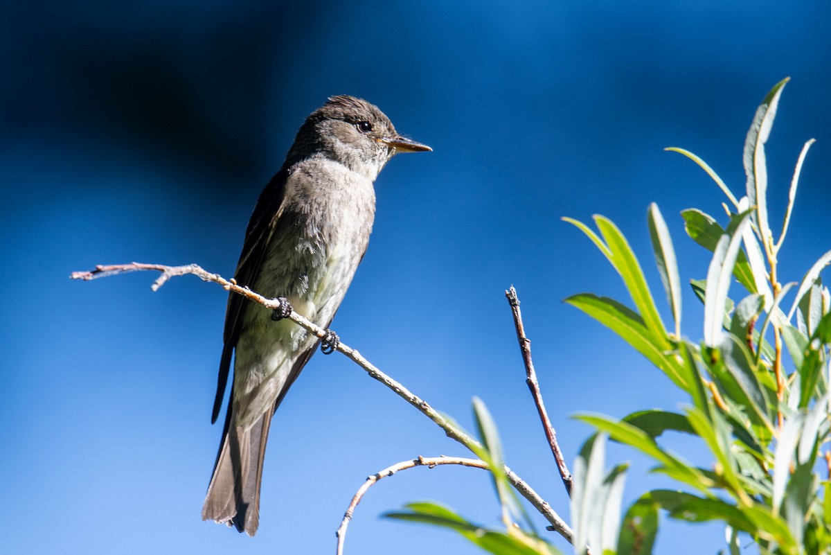 Western Wood-Pewee - ML622610525