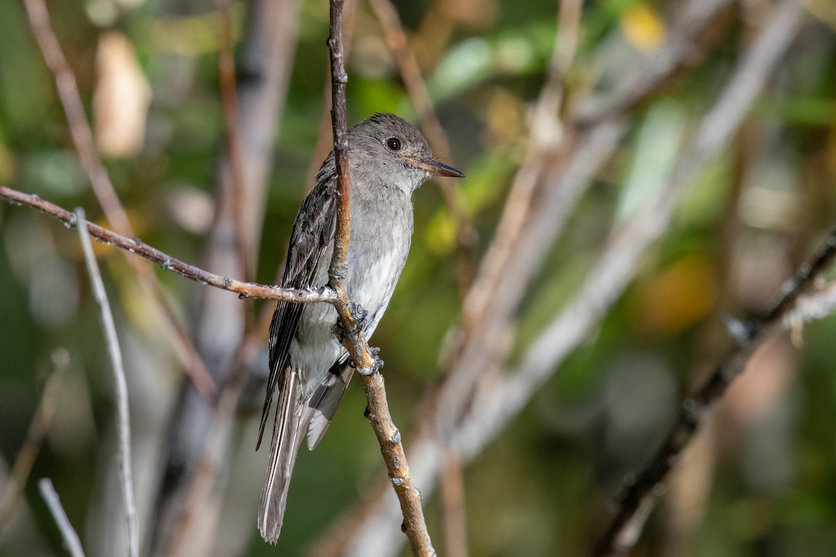 Western Wood-Pewee - ML622610527