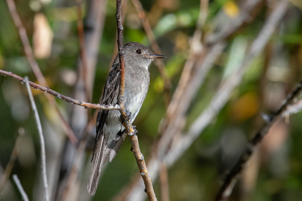 Western Wood-Pewee - ML622610528