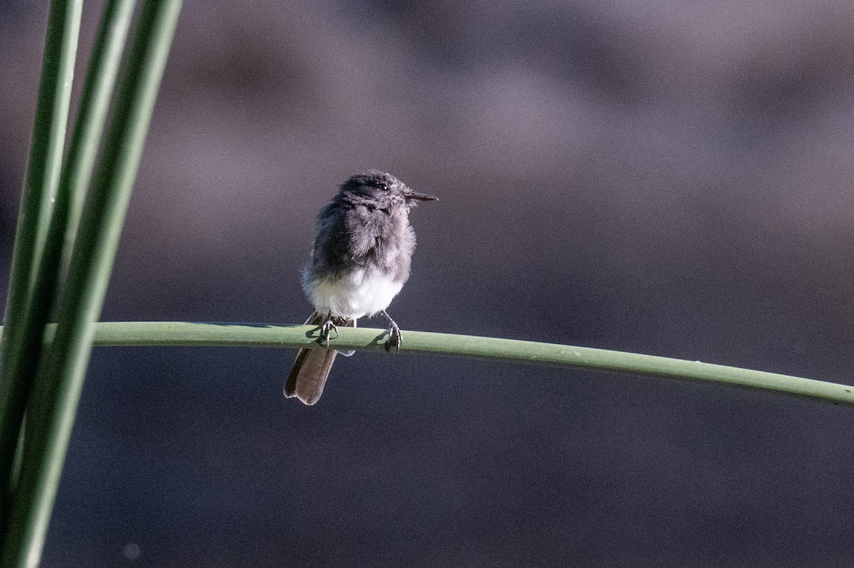 Black Phoebe - ML622610533