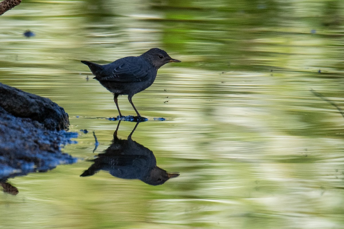 American Dipper - ML622610537