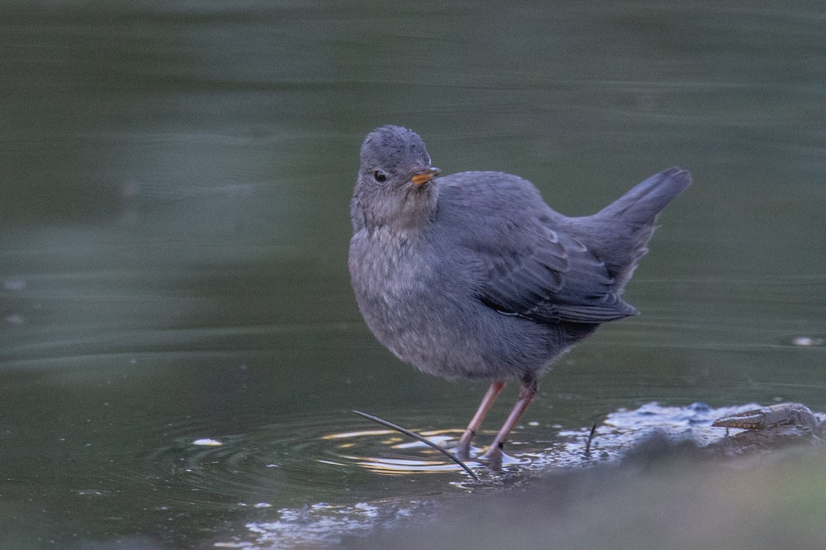 American Dipper - ML622610538