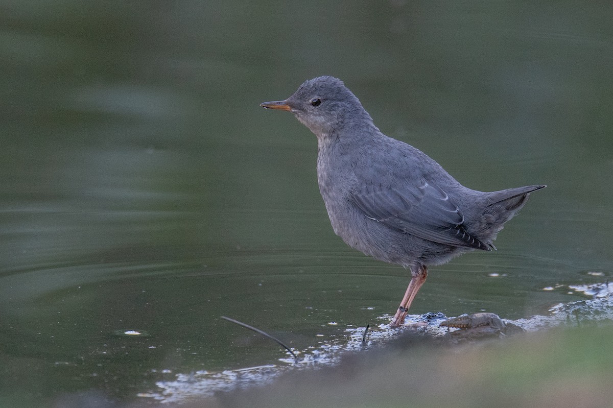 American Dipper - ML622610540