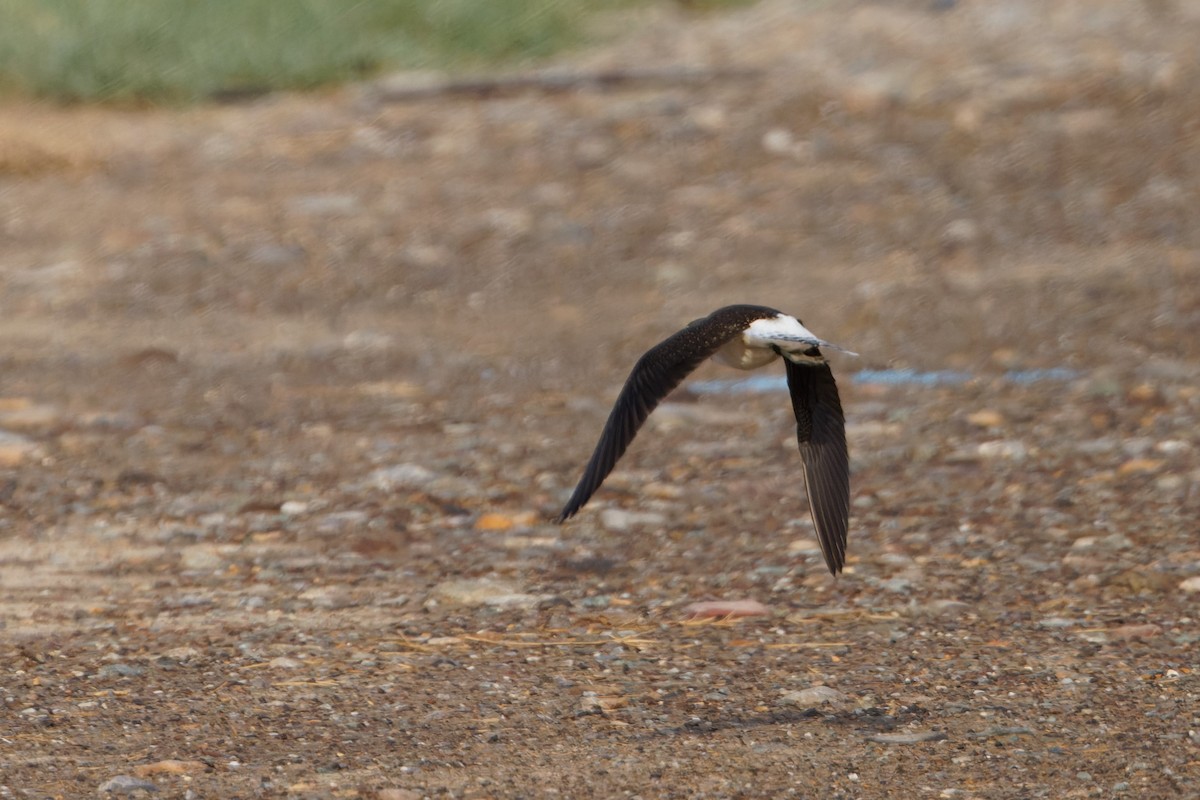 Green Sandpiper - ML622610542