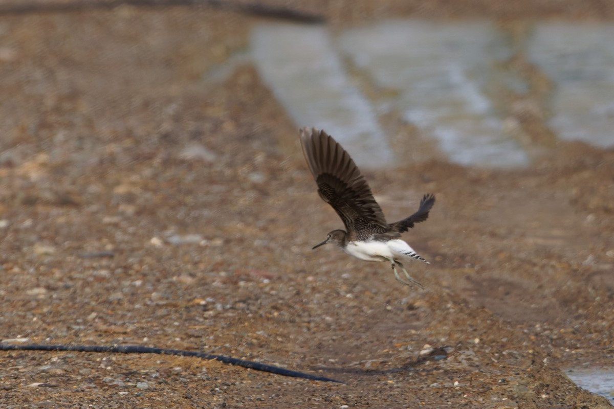 Green Sandpiper - ML622610545