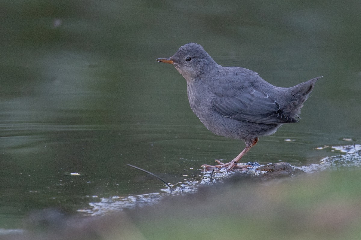 American Dipper - ML622610546