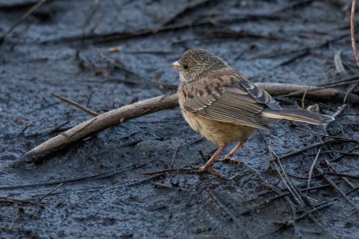 Dark-eyed Junco (Oregon) - ML622610550