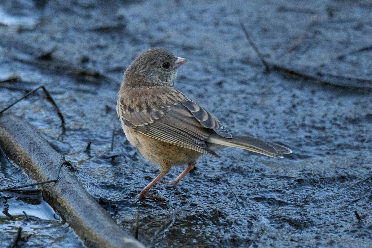 Dark-eyed Junco (Oregon) - ML622610551