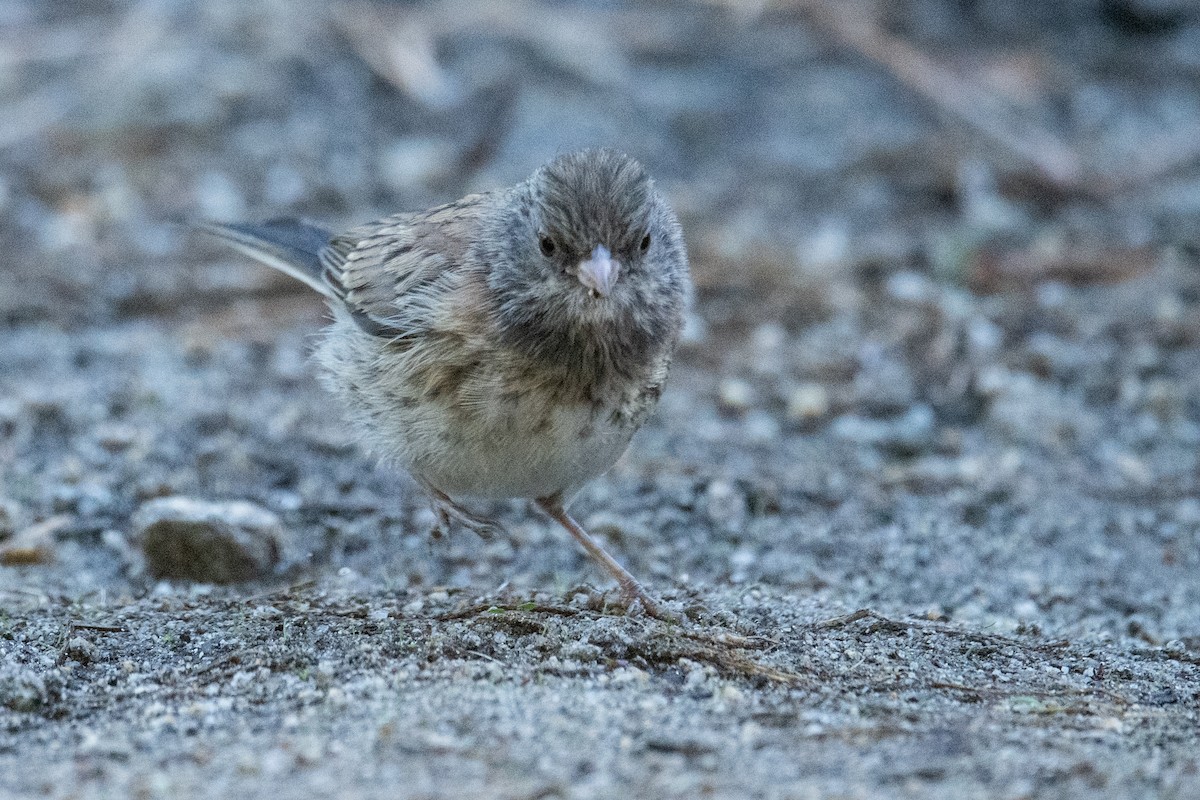 Dark-eyed Junco (Oregon) - ML622610552