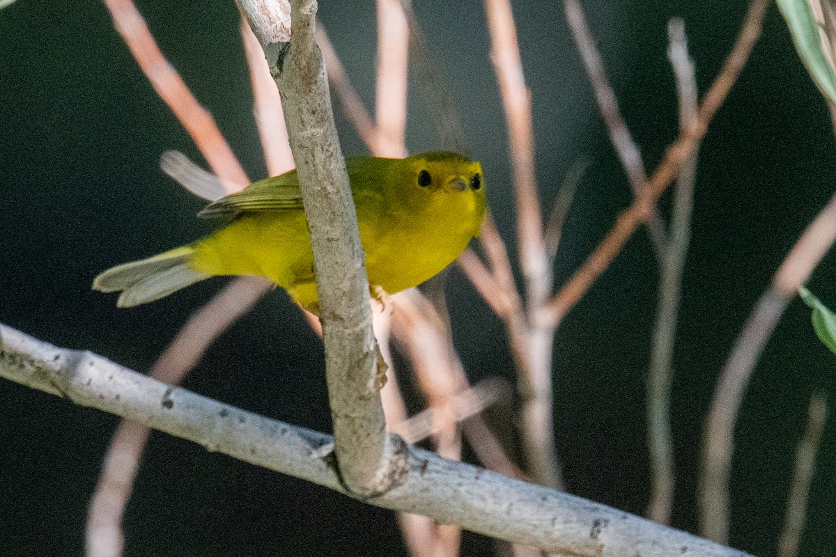 Wilson's Warbler - ML622610554