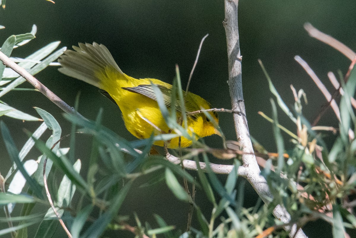 Wilson's Warbler - ML622610555