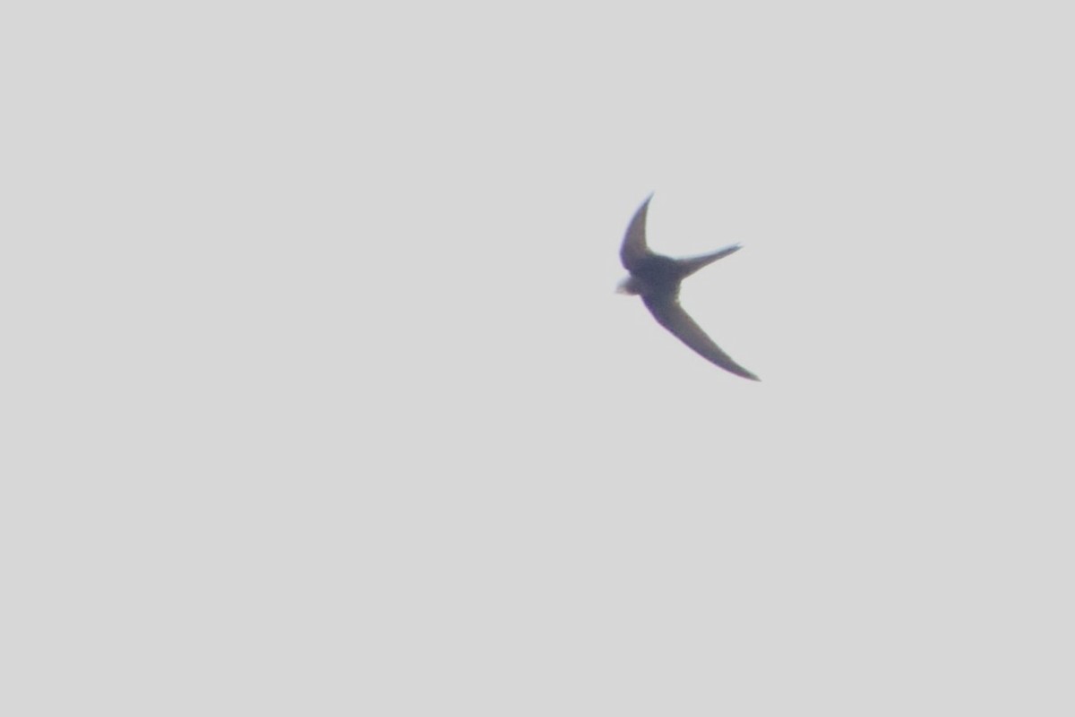 Common Swift - ML622610568