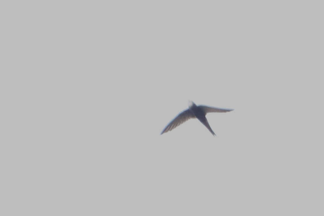 Common Swift - ML622610569