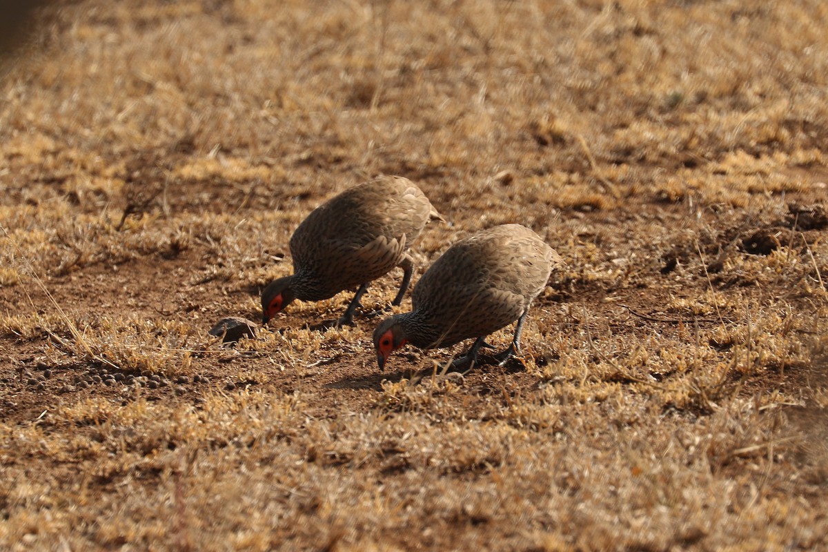 Swainson's Spurfowl - ML622610575