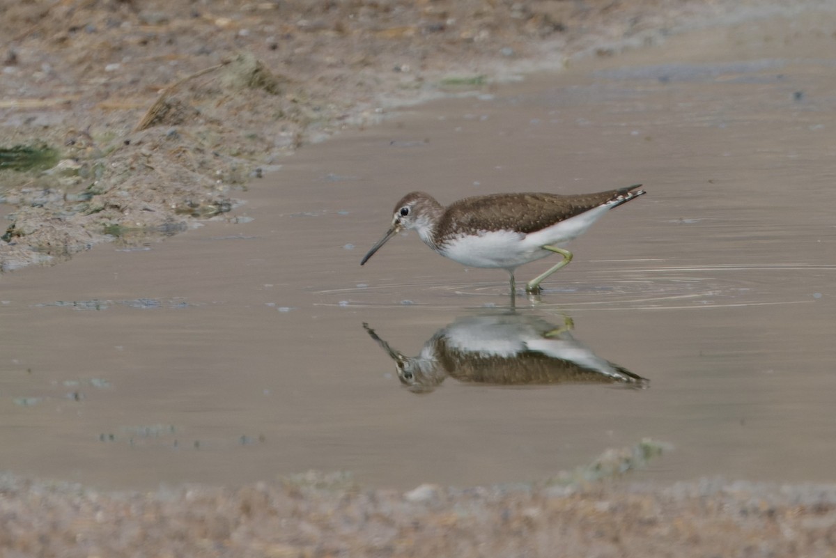 Green Sandpiper - ML622610576