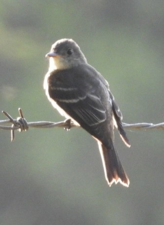 Eastern Wood-Pewee - ML622610674