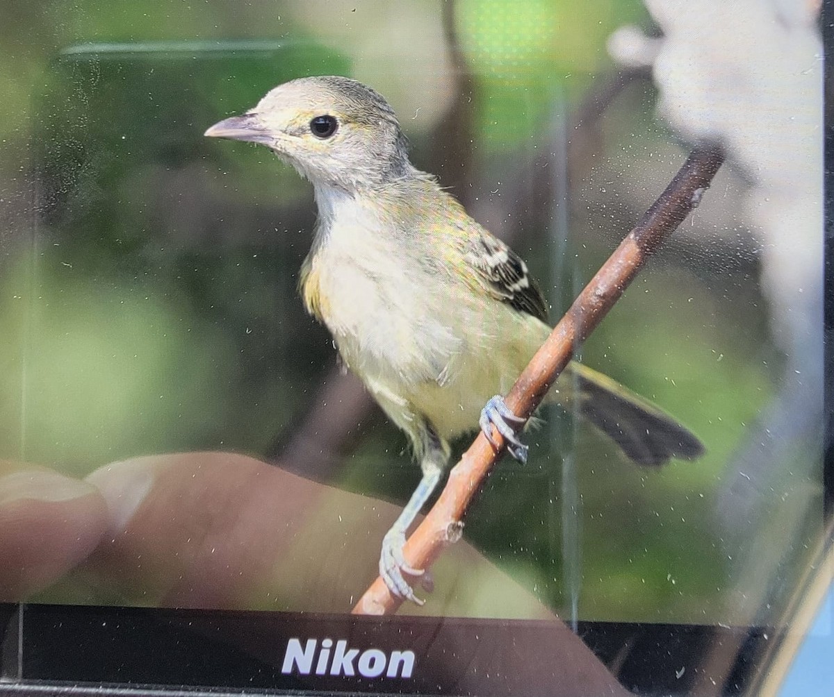 Vireo Piquigrueso - ML622610683