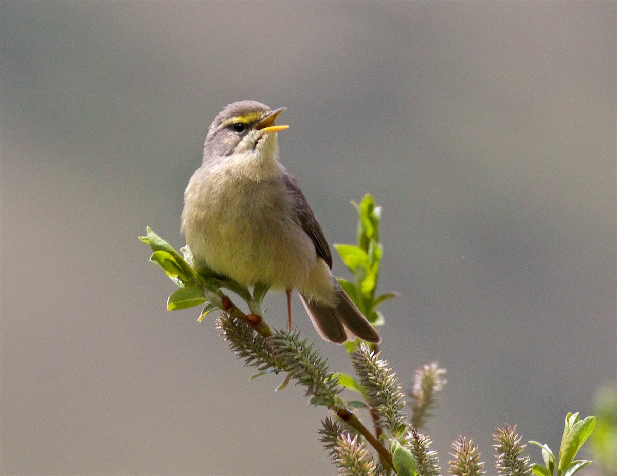 Sulphur-bellied Warbler - ML622610722