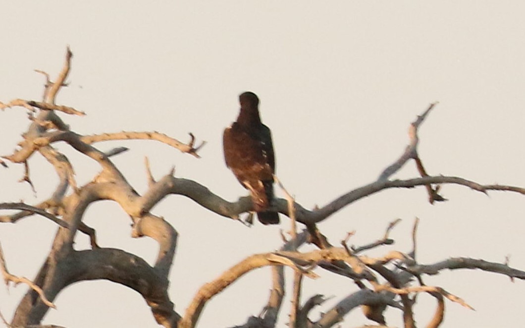 African Hawk-Eagle - ML622610765