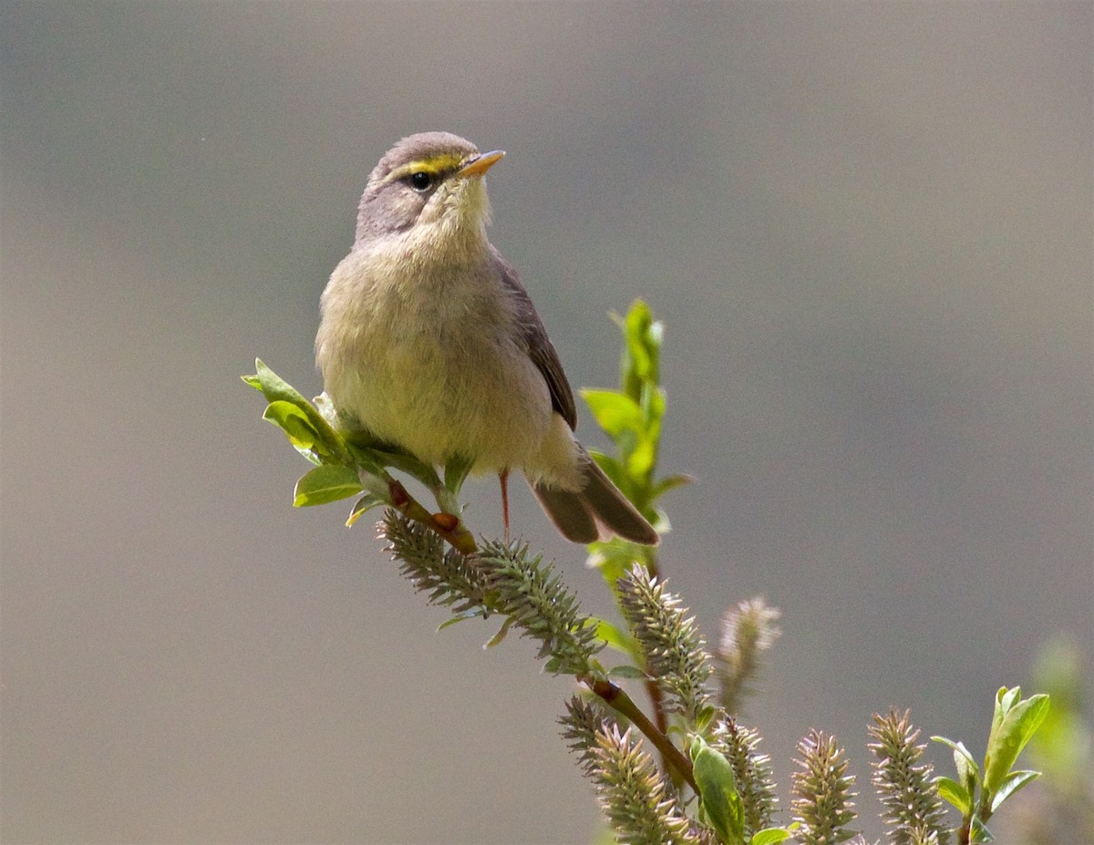 Sulphur-bellied Warbler - ML622610818