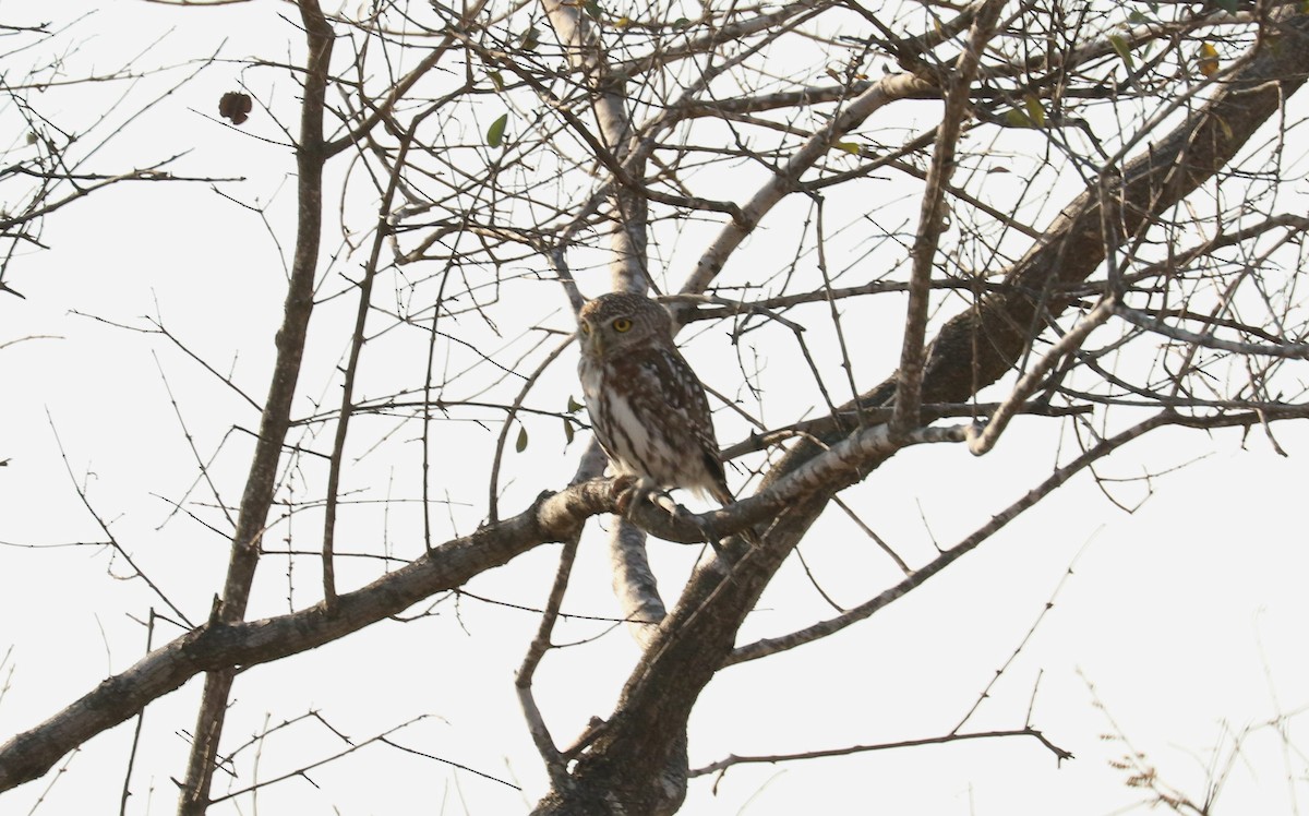 Pearl-spotted Owlet - ML622610827